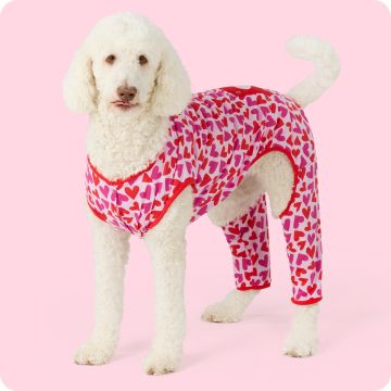 Dog wearing a pink heart-print Valentine sweater